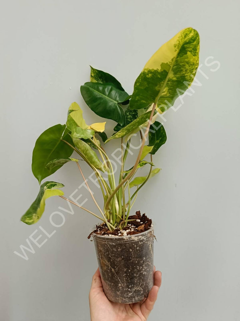 Philodendron burle marx variegata