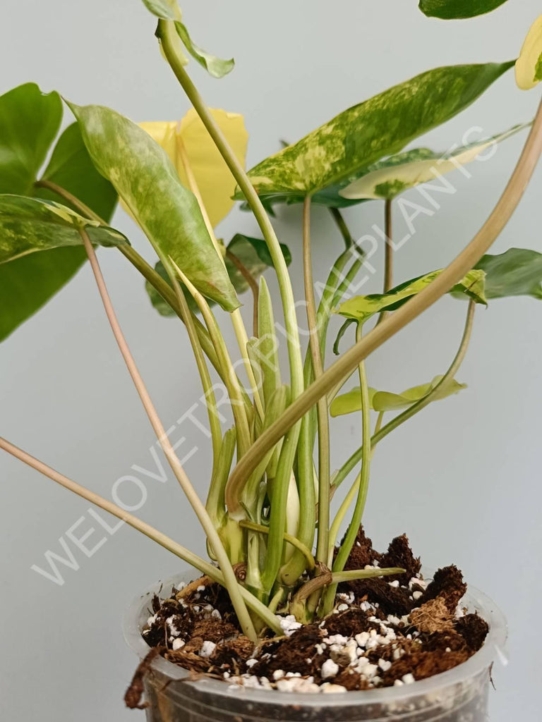 Philodendron burle marx variegata