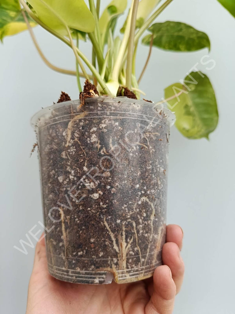 Philodendron burle marx variegata