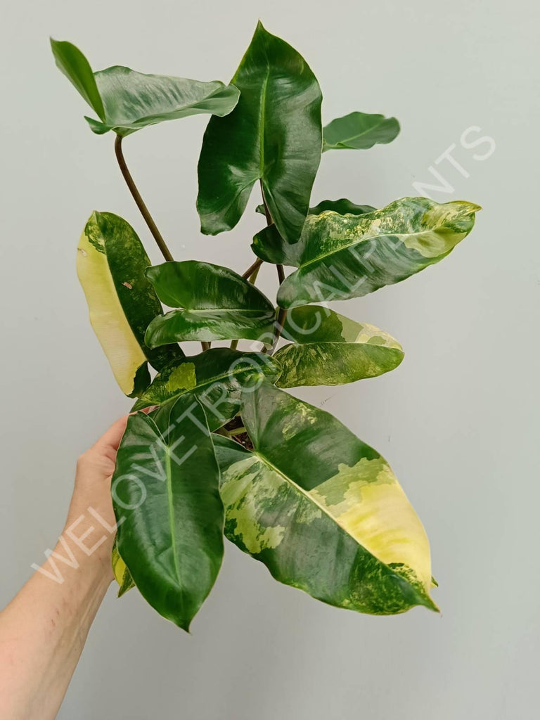 Philodendron burle marx variegata