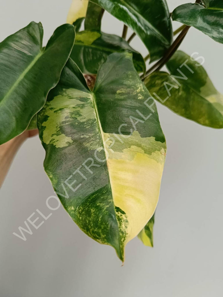 Philodendron burle marx variegata