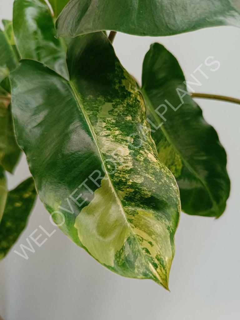 Philodendron burle marx variegata