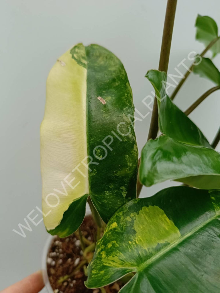 Philodendron burle marx variegata