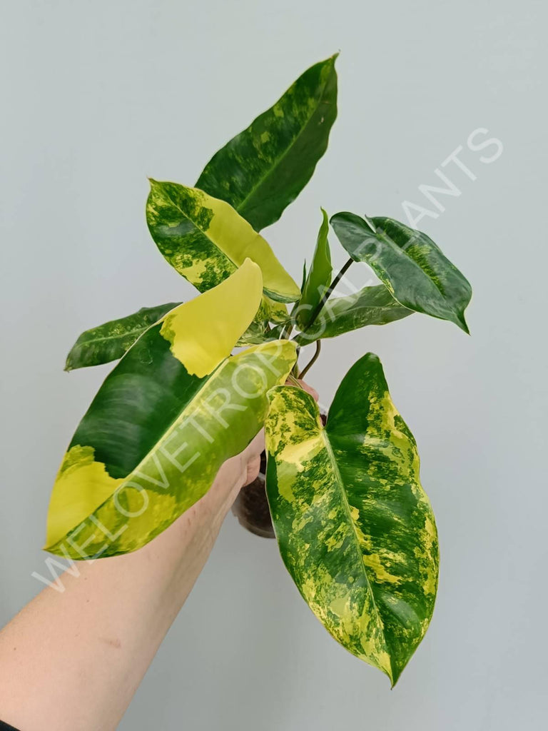 Philodendron burle marx variegata