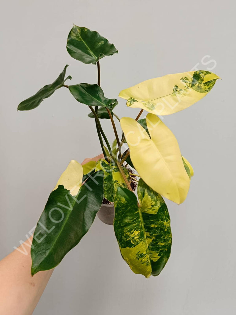 Philodendron burle marx variegata