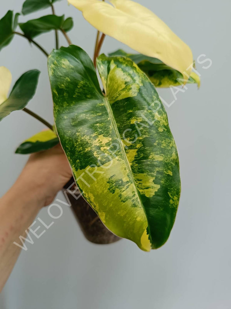 Philodendron burle marx variegata