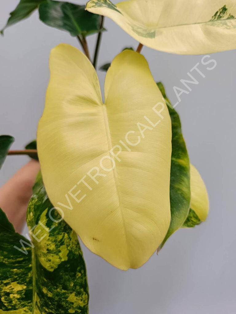 Philodendron burle marx variegata