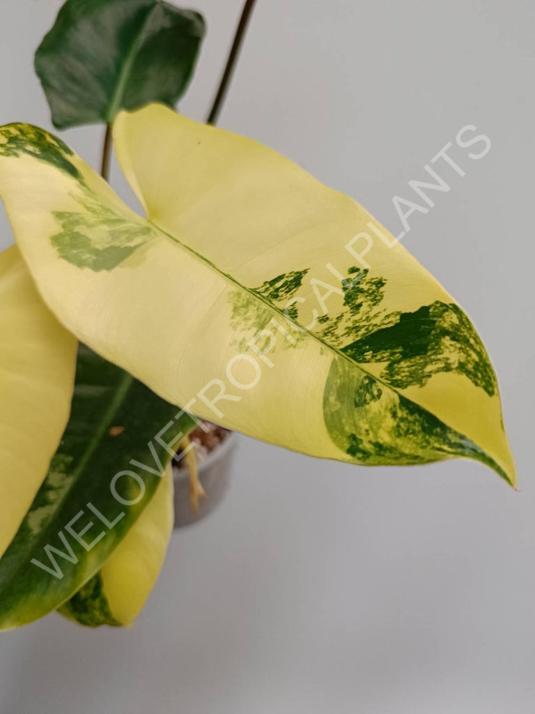 Philodendron burle marx variegata