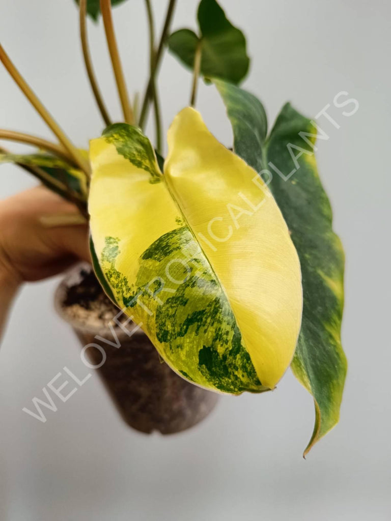 Philodendron burle marx variegata