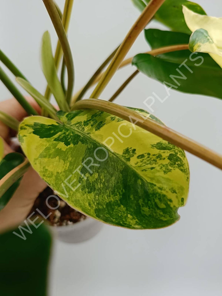 Philodendron burle marx variegata