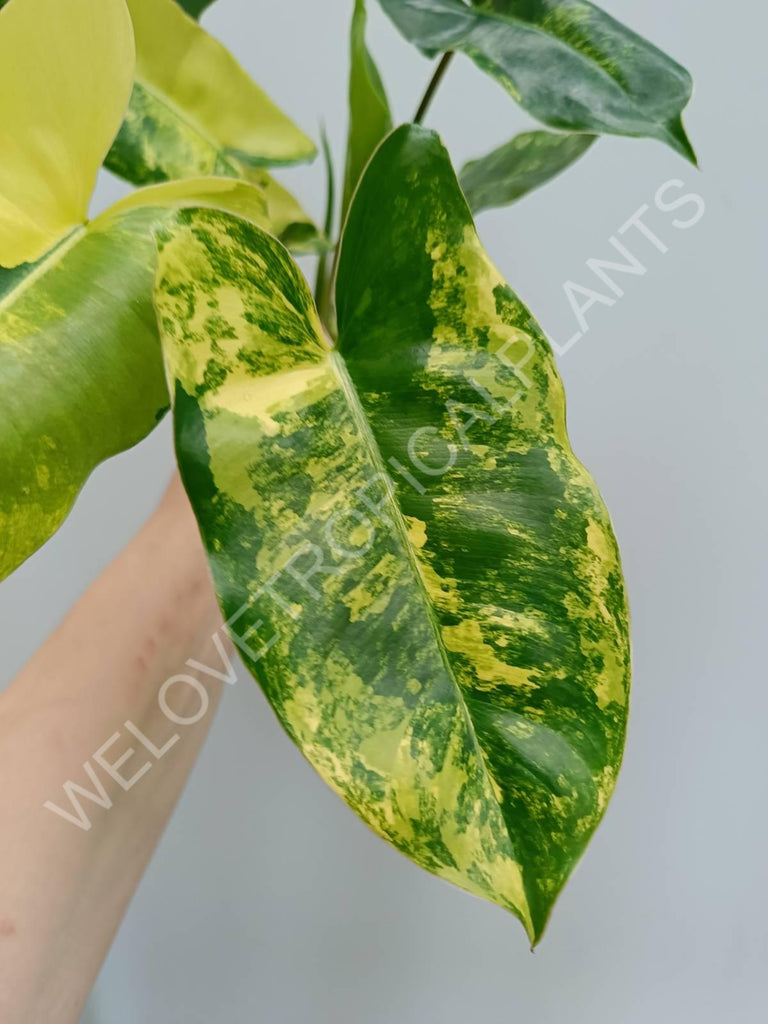 Philodendron burle marx variegata