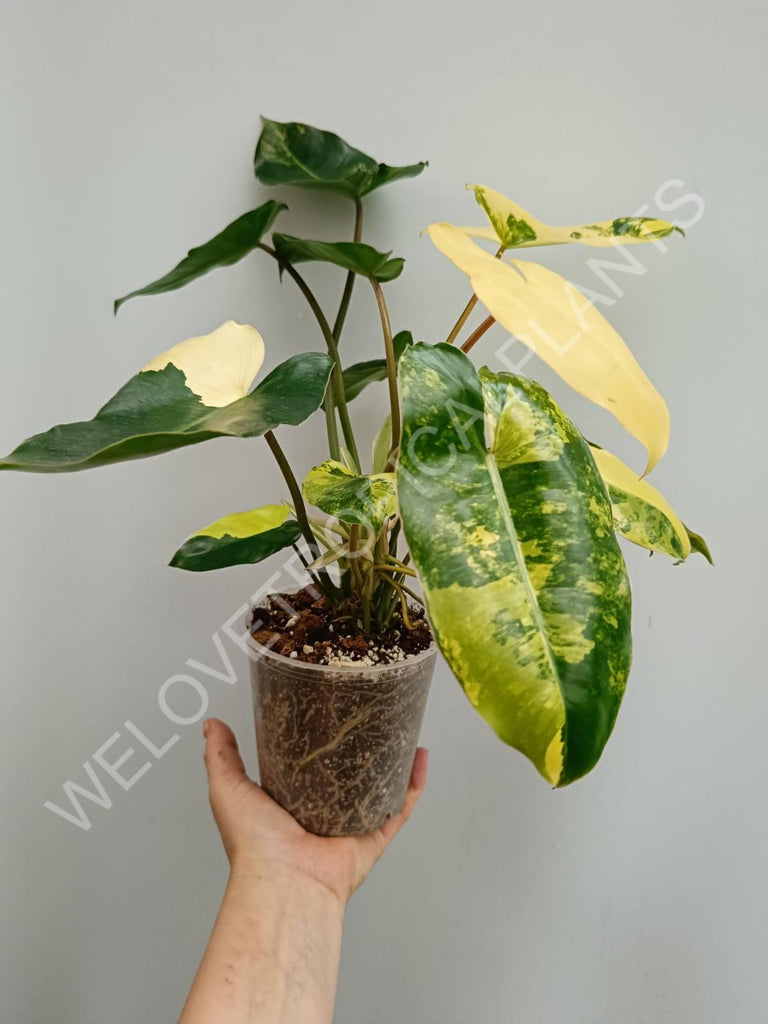 Philodendron burle marx variegata