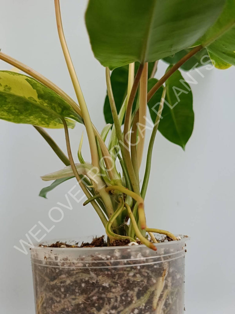 Philodendron burle marx variegata