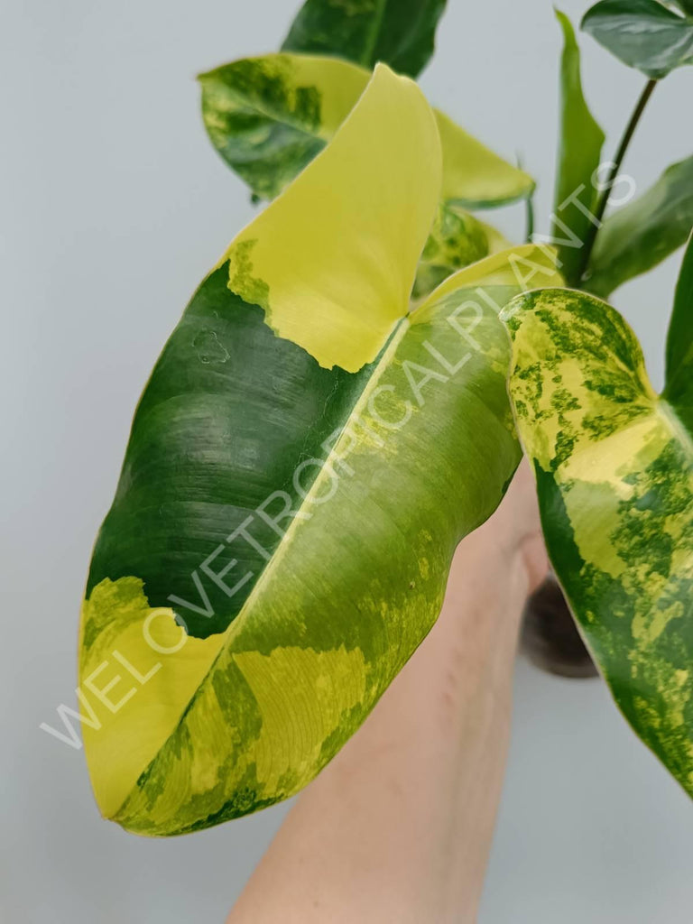 Philodendron burle marx variegata