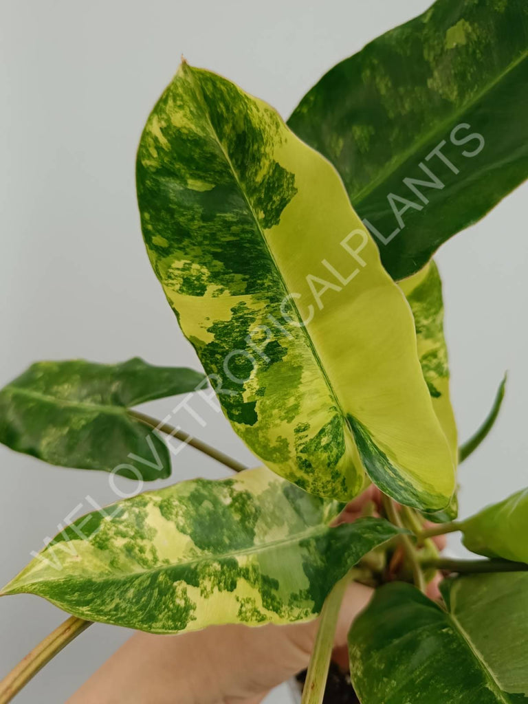 Philodendron burle marx variegata