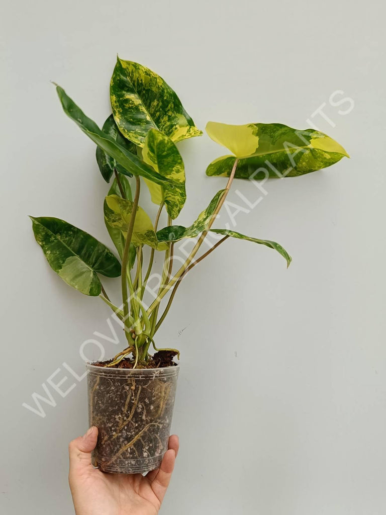 Philodendron burle marx variegata