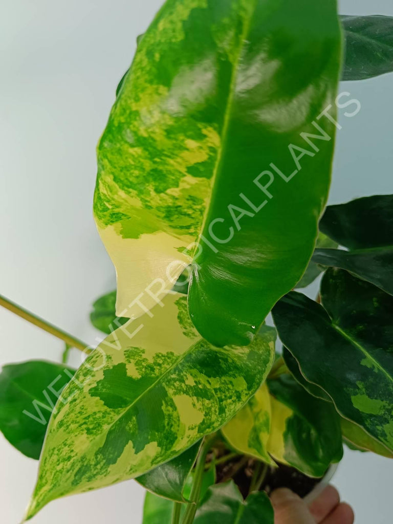 Philodendron burle marx variegata