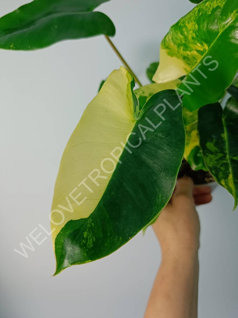 Philodendron burle marx variegata