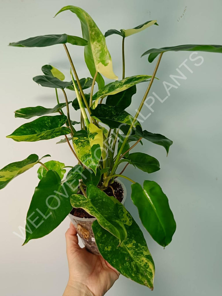 Philodendron burle marx variegata