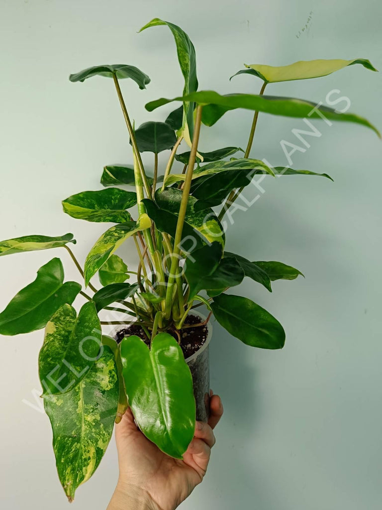 Philodendron burle marx variegata