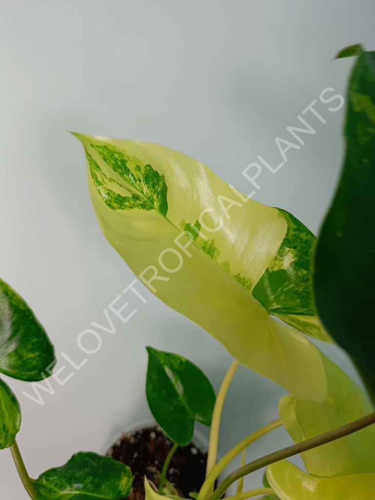 Philodendron burle marx variegata