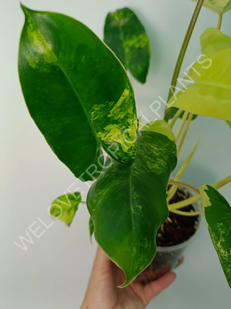 Philodendron burle marx variegata