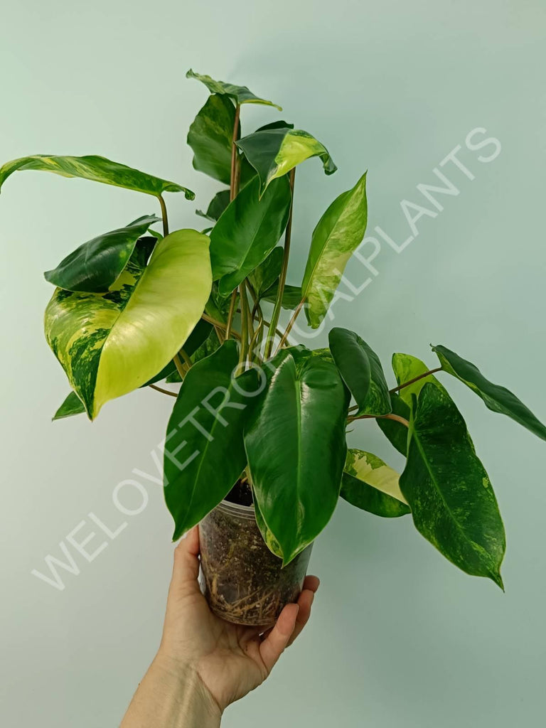 Philodendron burle marx variegata