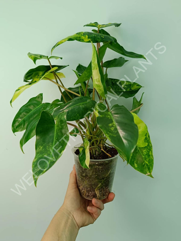 Philodendron burle marx variegata