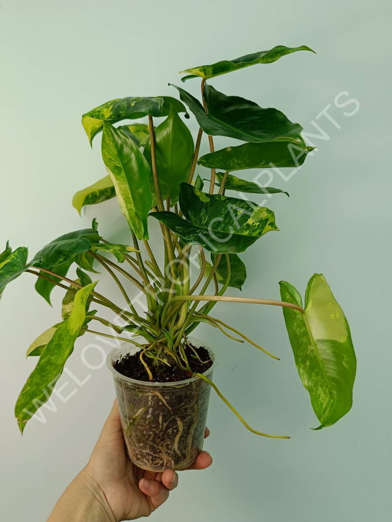 Philodendron burle marx variegata