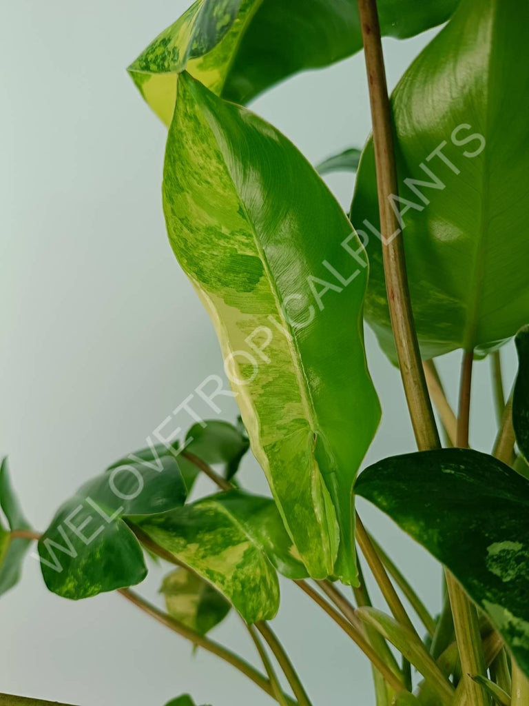 Philodendron burle marx variegata