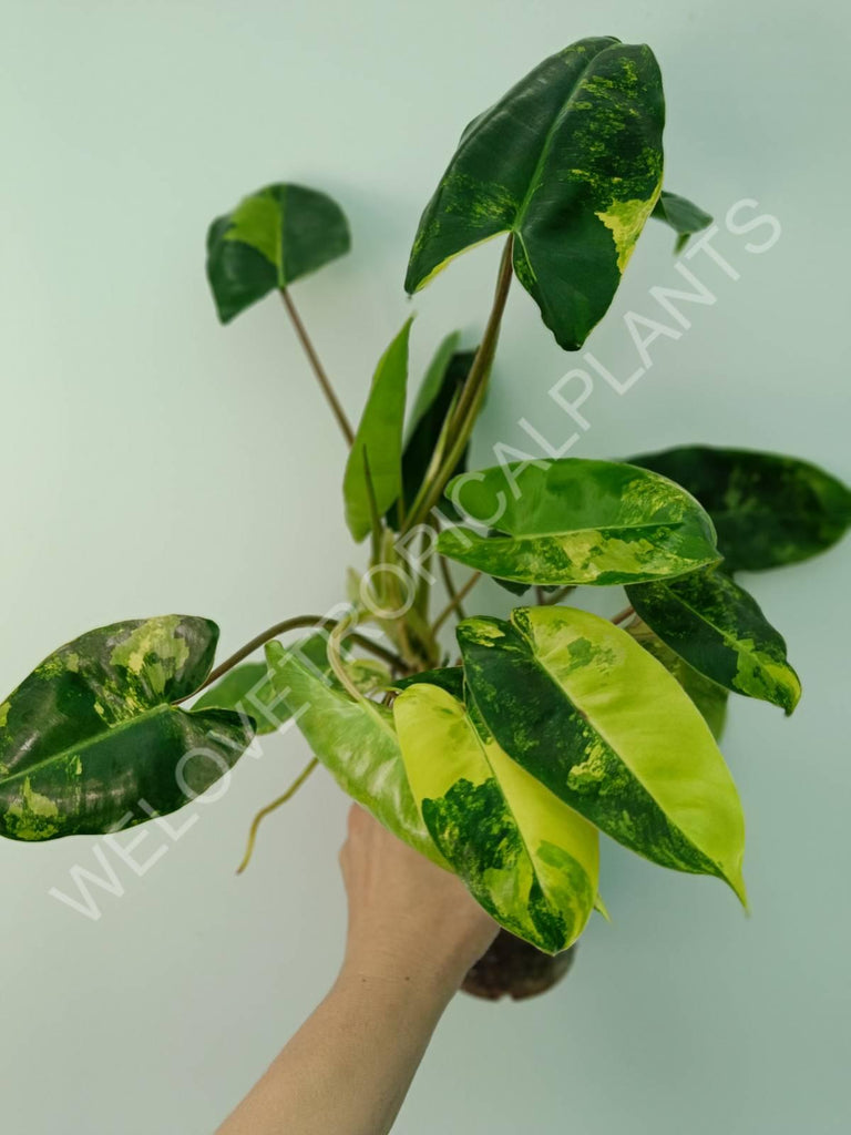 Philodendron burle marx variegata