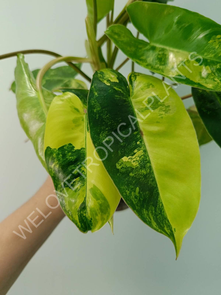 Philodendron burle marx variegata