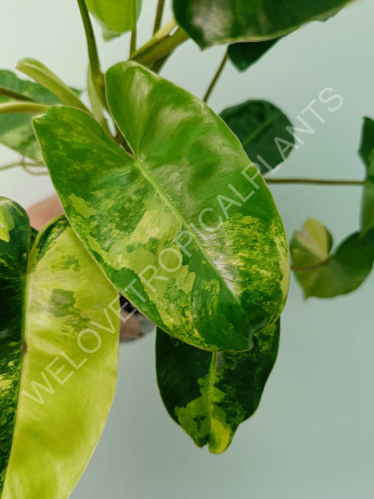 Philodendron burle marx variegata