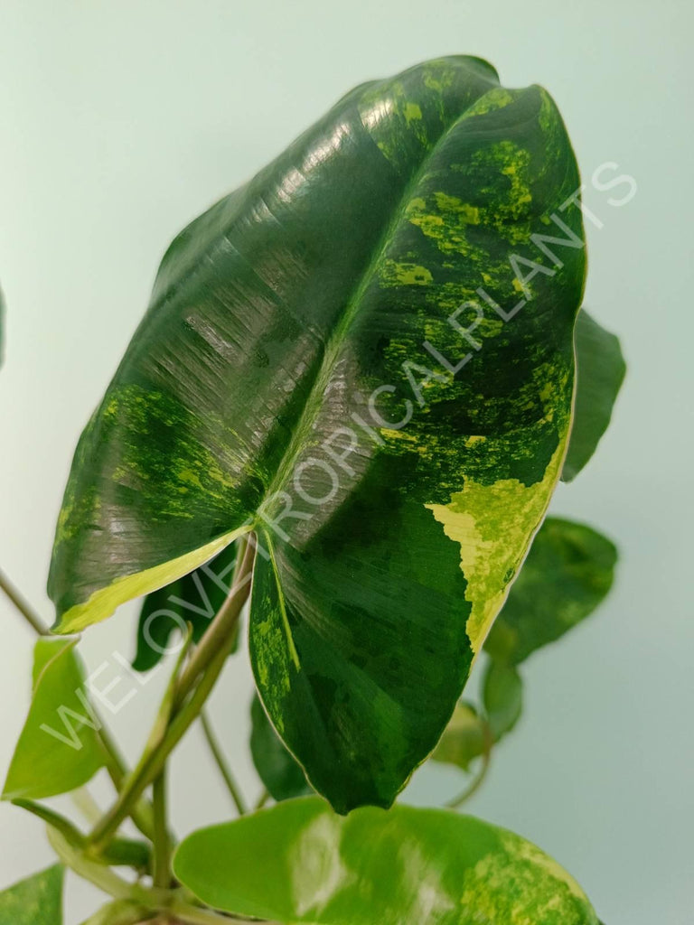 Philodendron burle marx variegata