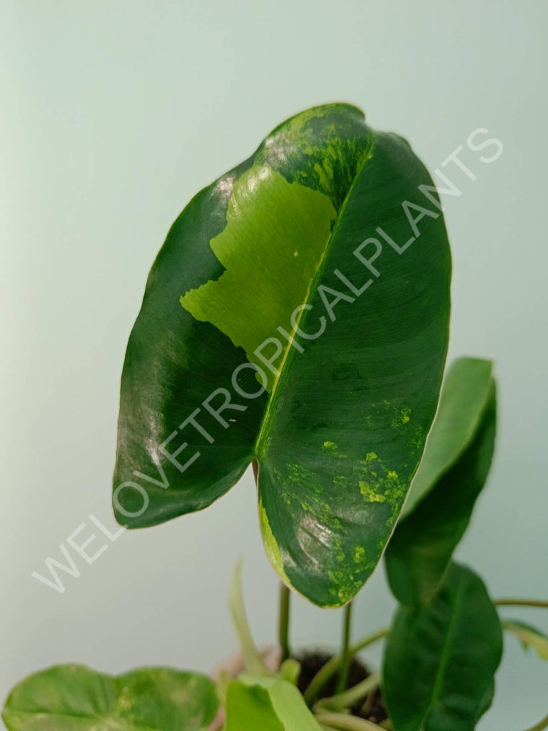 Philodendron burle marx variegata