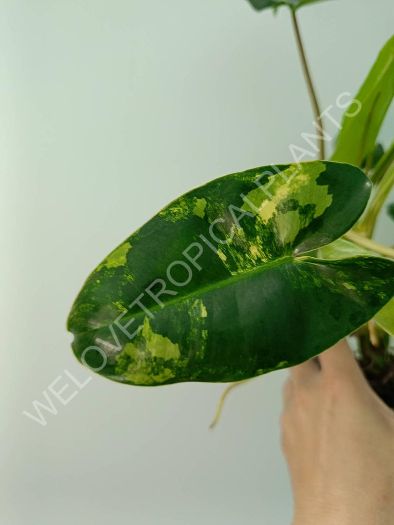 Philodendron burle marx variegata