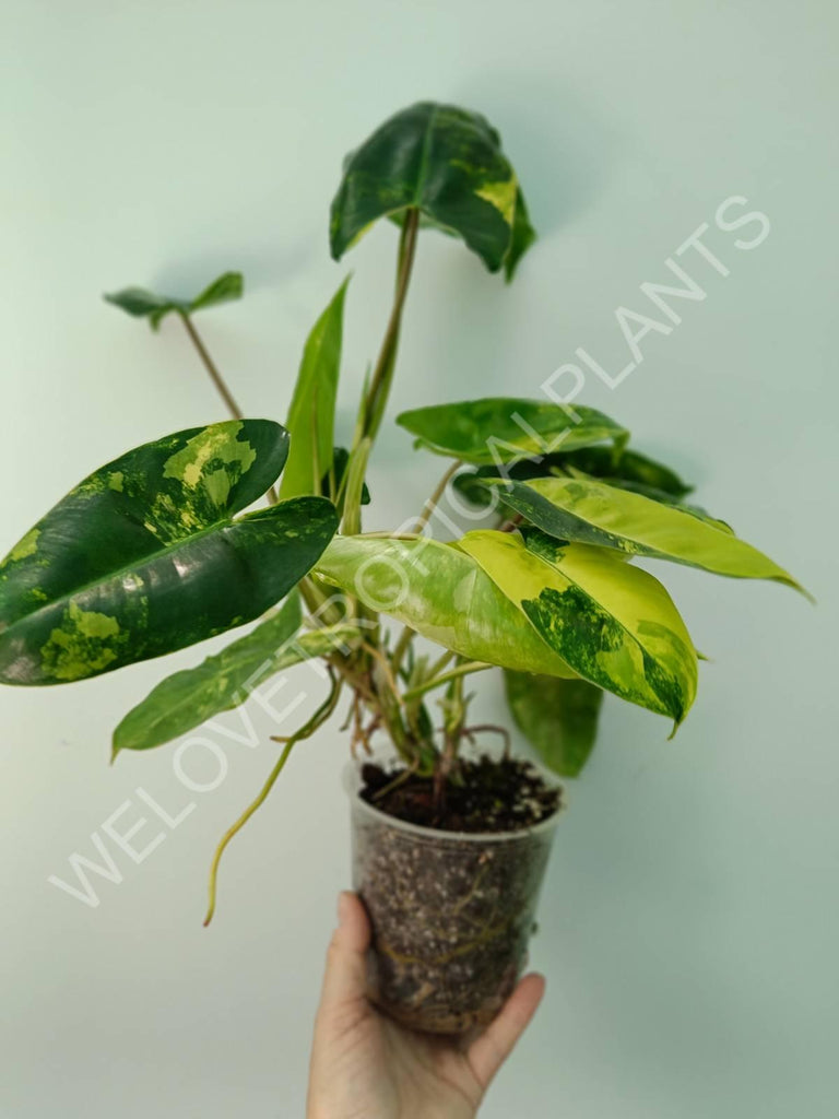 Philodendron burle marx variegata