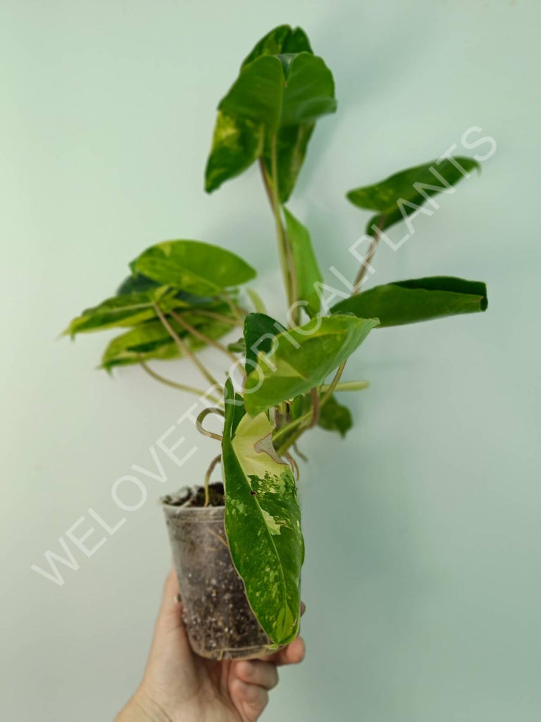 Philodendron burle marx variegata