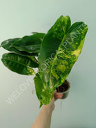 Philodendron burle marx variegata