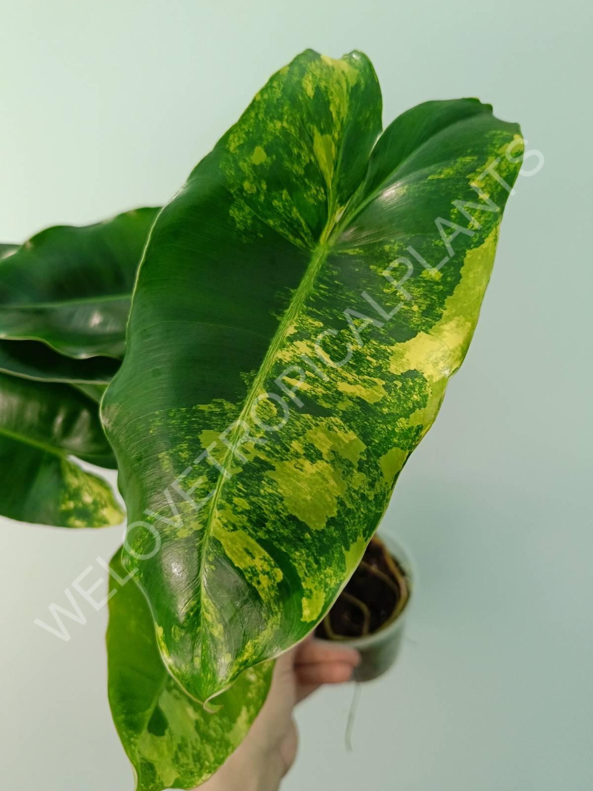 Philodendron burle marx variegata