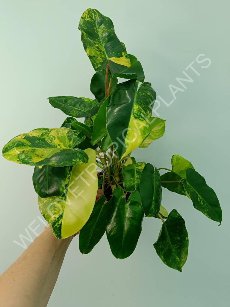 Philodendron burle marx variegata