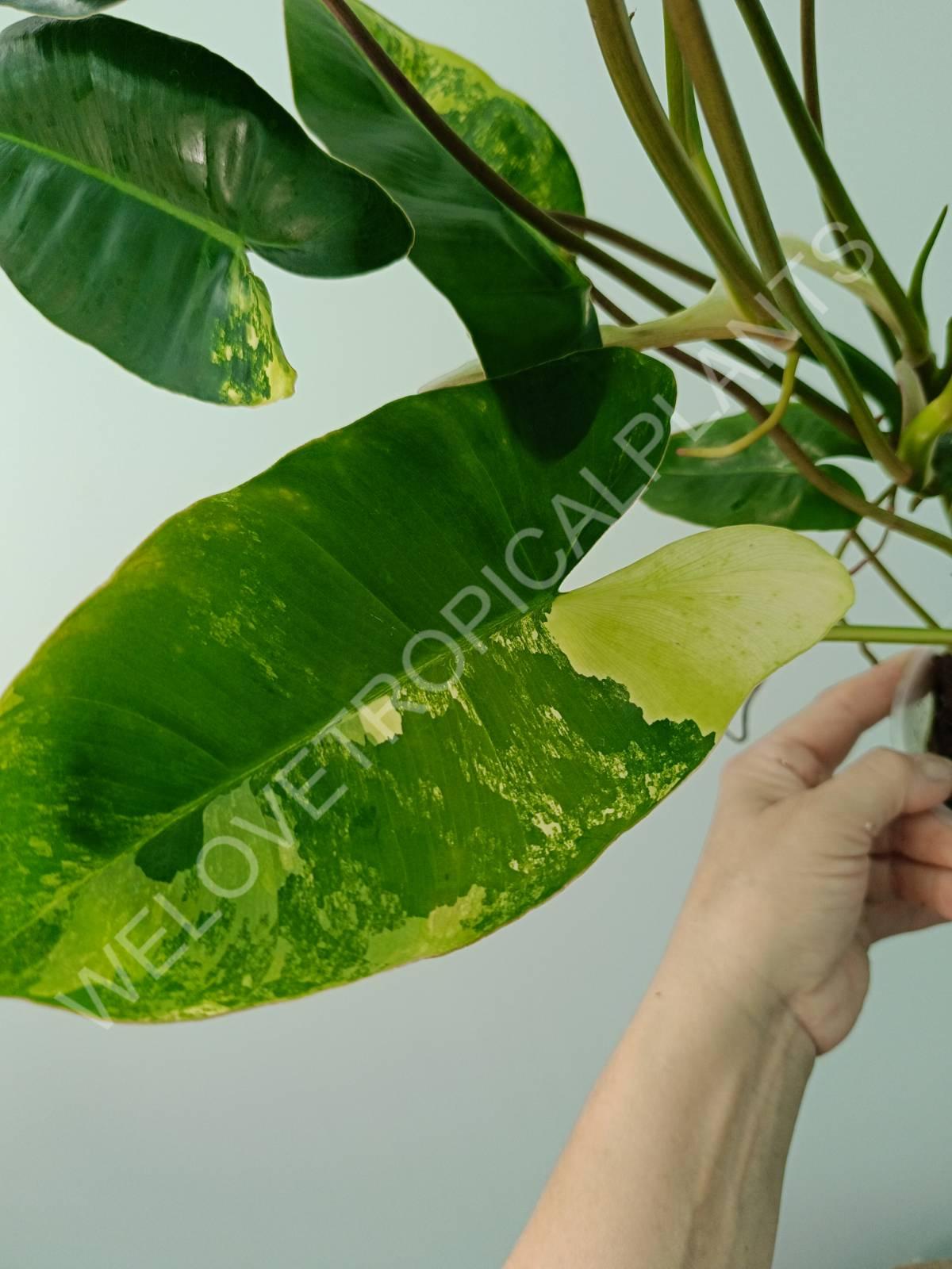 Philodendron burle marx variegata