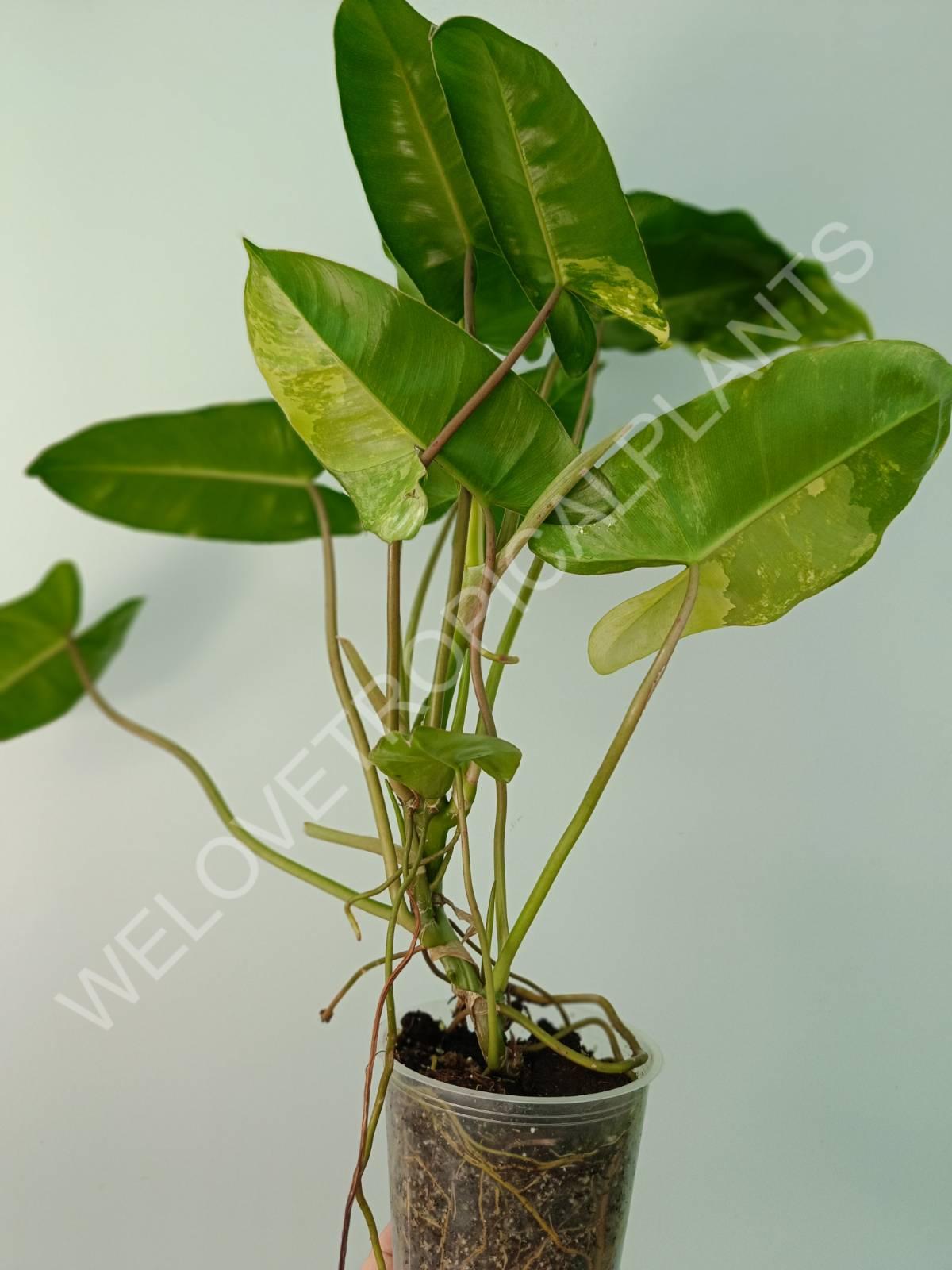 Philodendron burle marx variegata