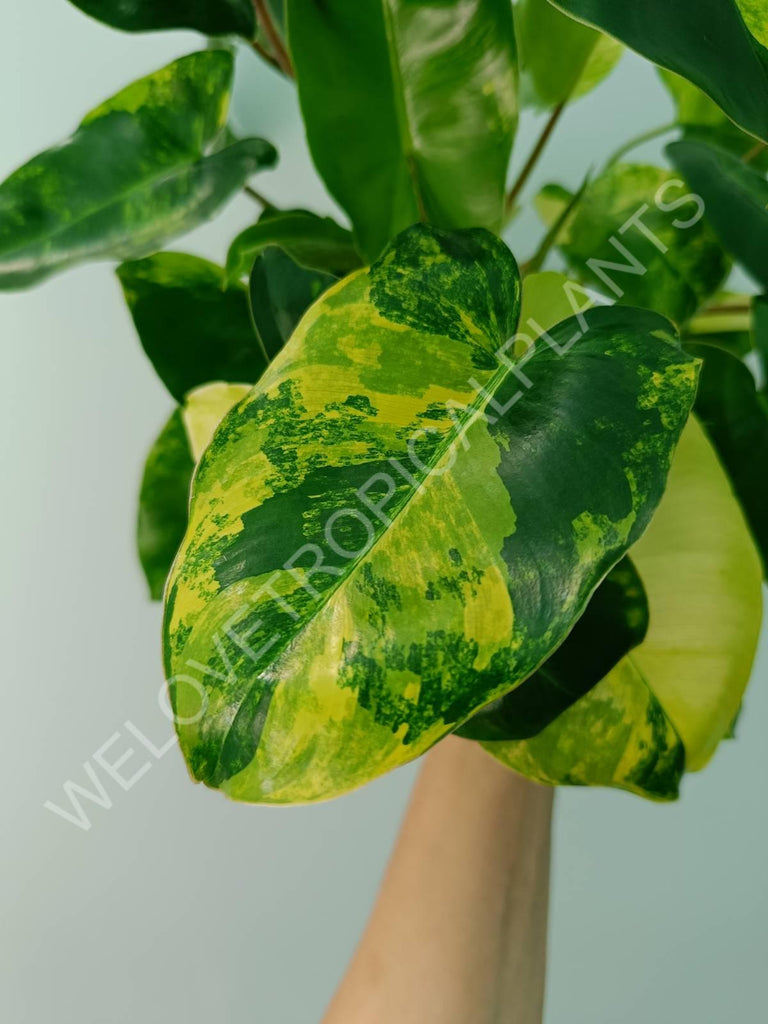 Philodendron burle marx variegata