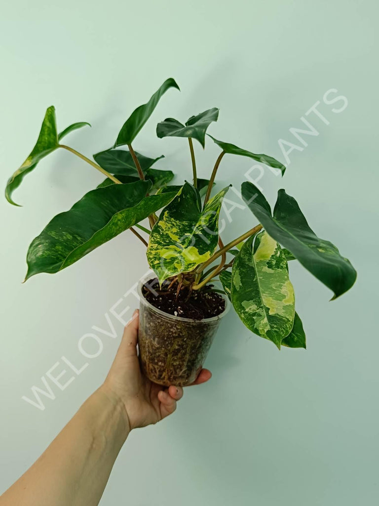Philodendron burle marx variegata