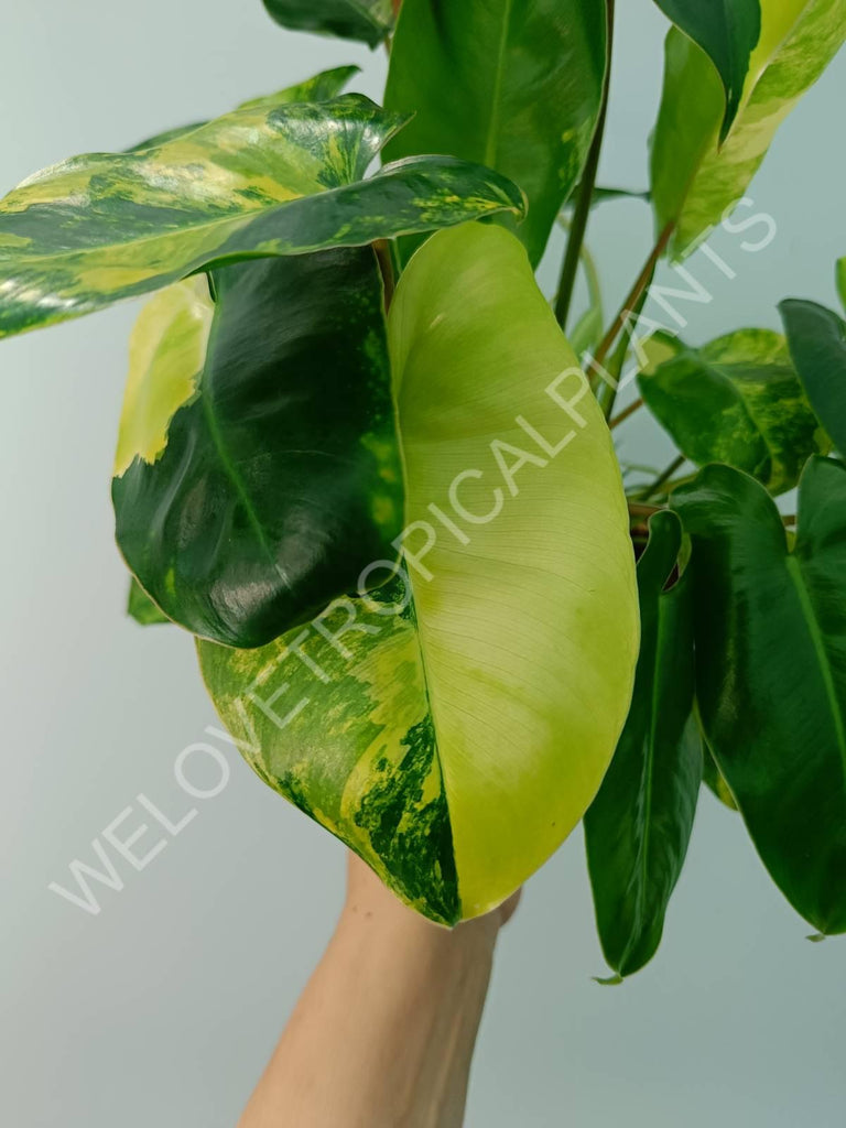 Philodendron burle marx variegata