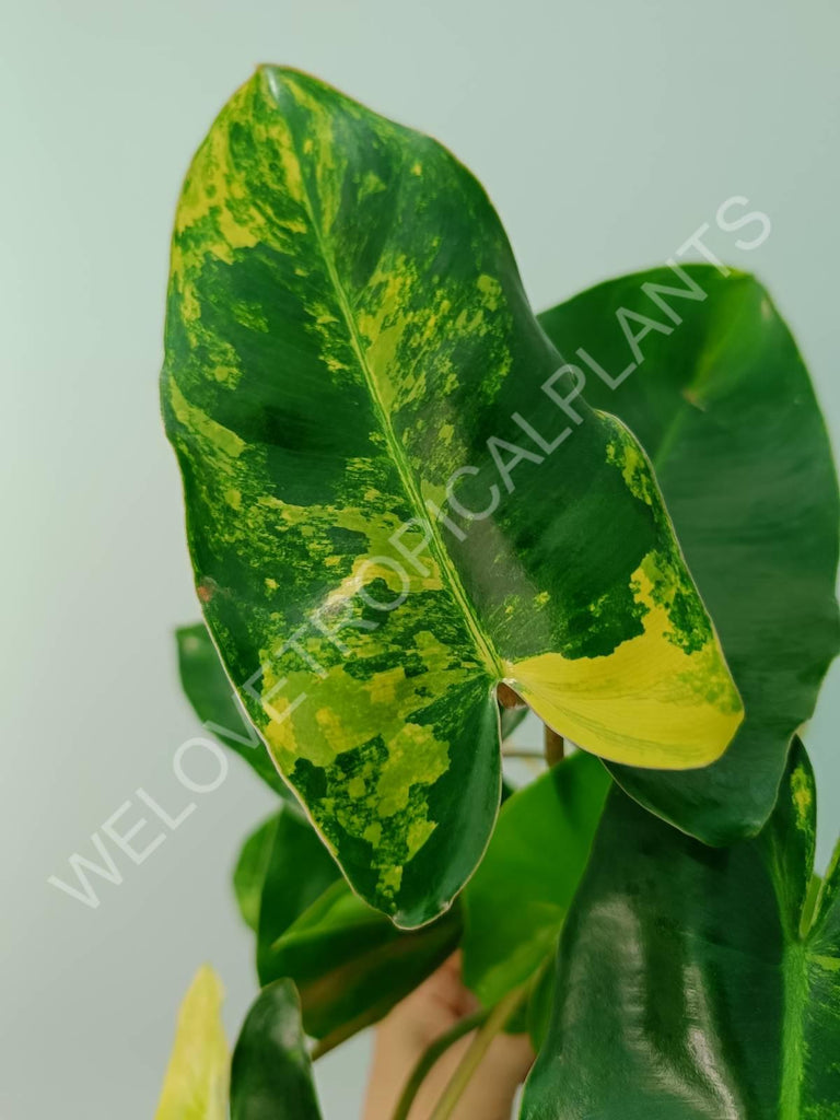 Philodendron burle marx variegata