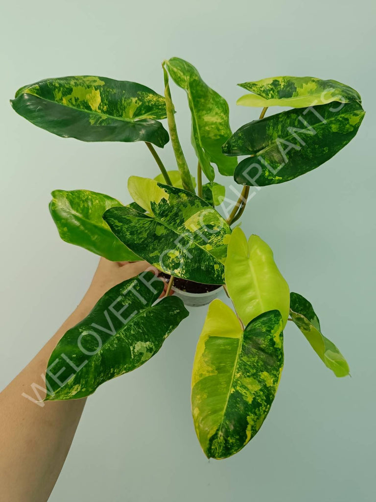 Philodendron burle marx variegata