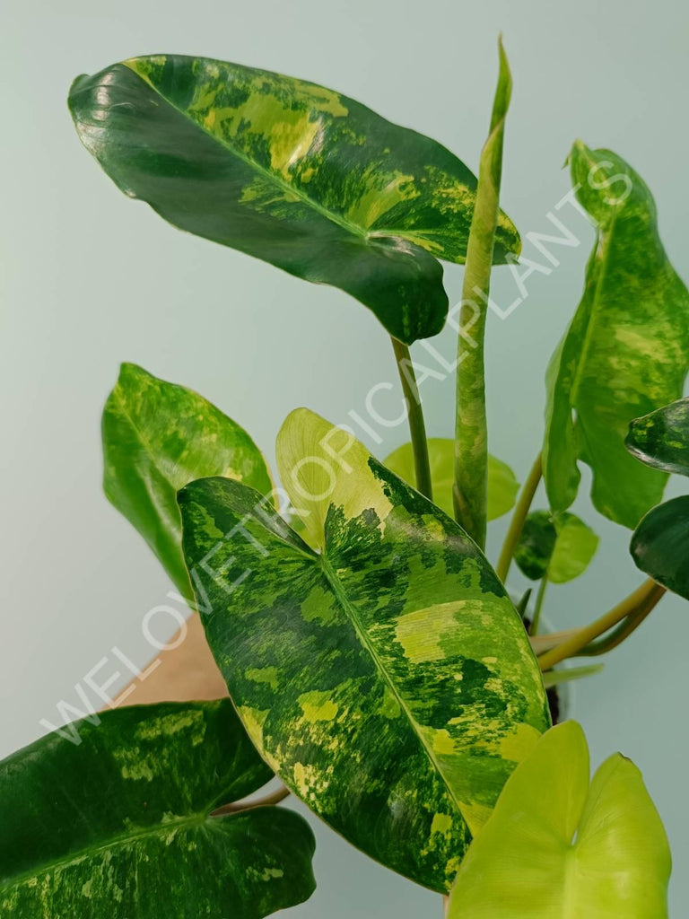 Philodendron burle marx variegata