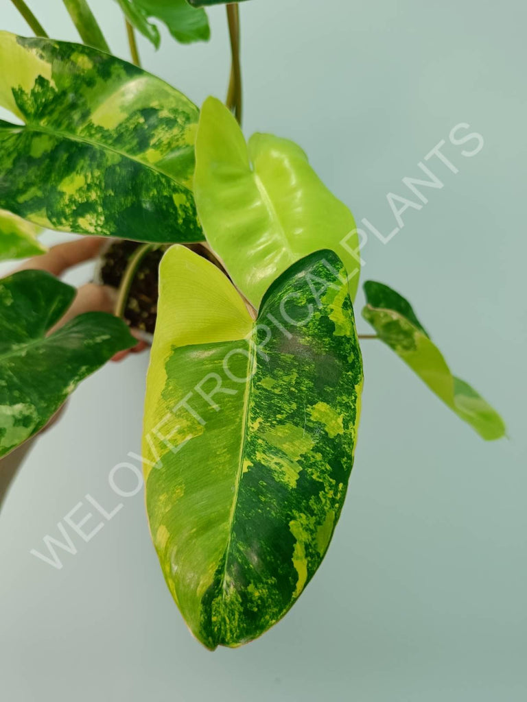 Philodendron burle marx variegata